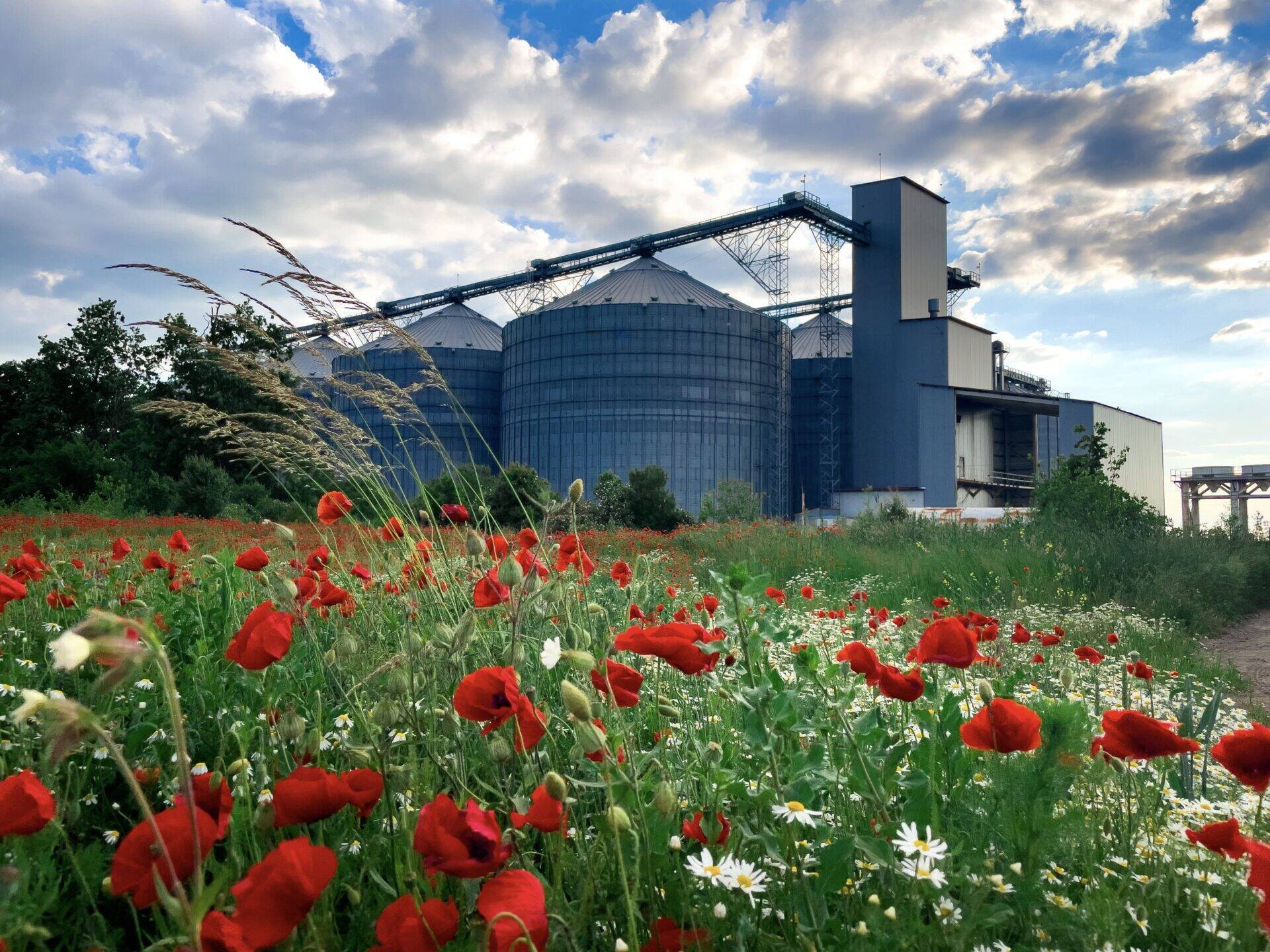 Usine derrière un champ de coquelicot - Sud développement PACA