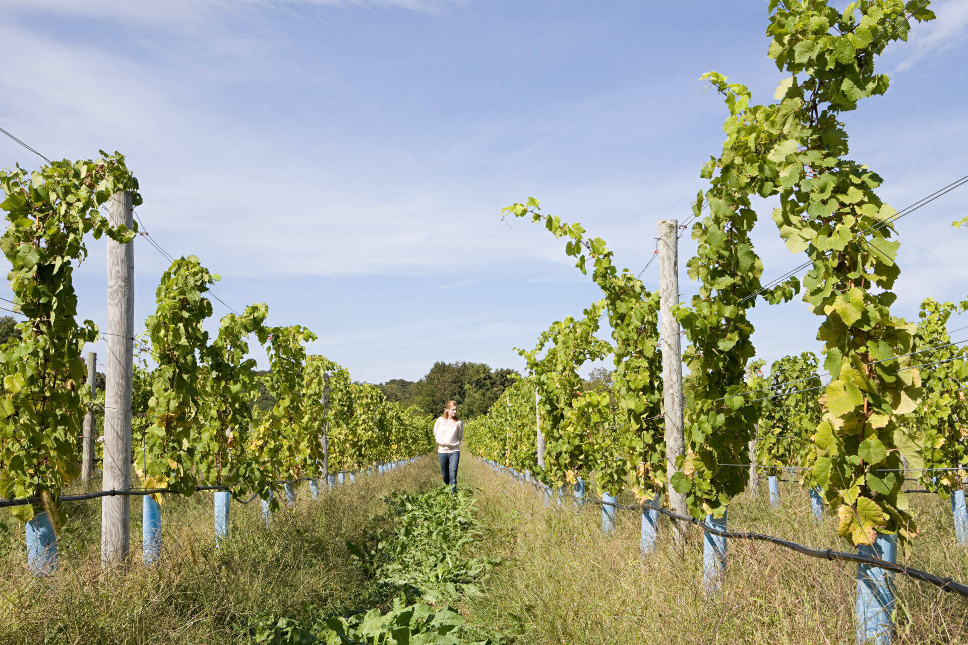 Illustration pour l'ouverture de l'AAP vitivinicole 2025 - EPSA et FranceAgriMer