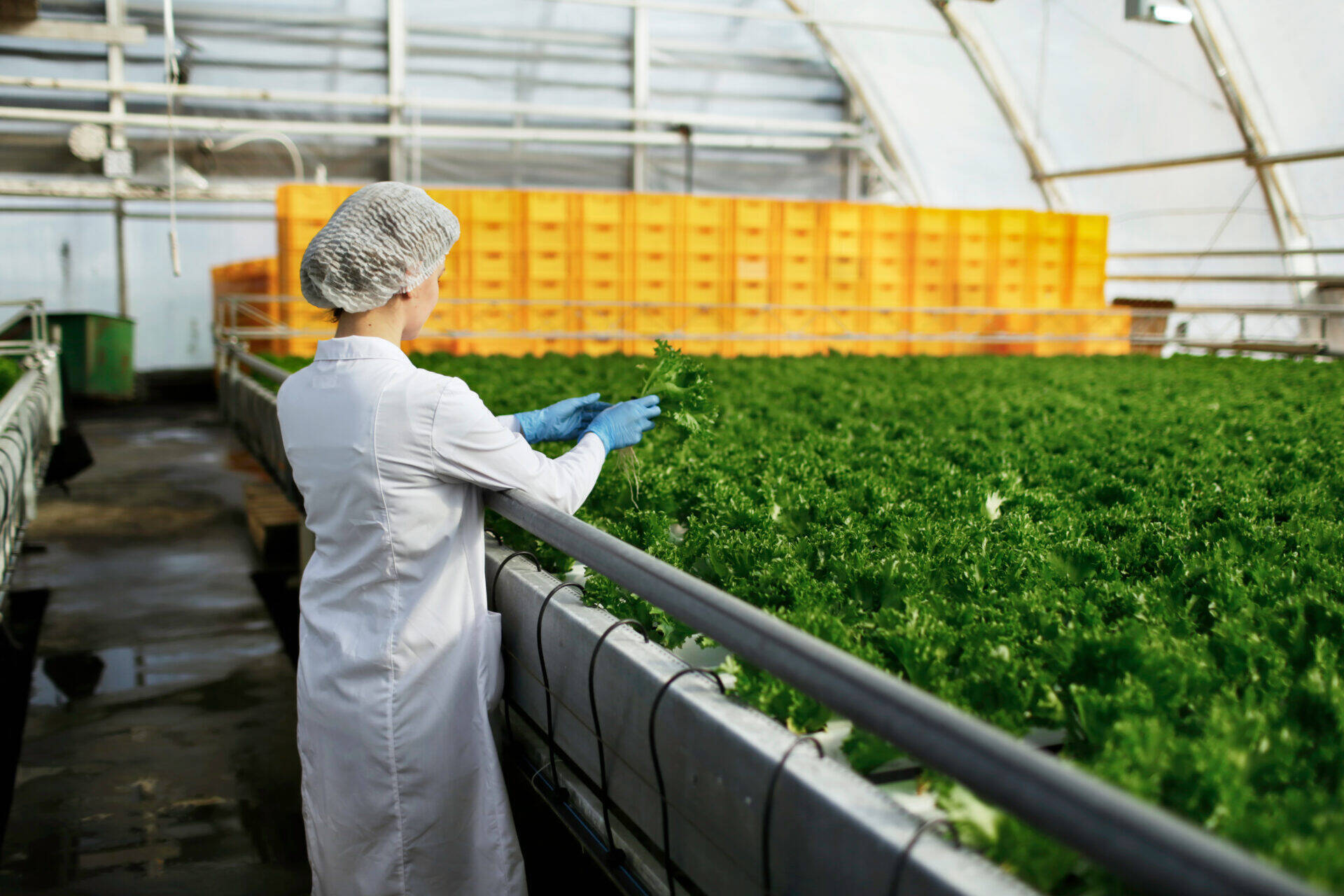 FEADER – Aide aux investissements des entreprises agroalimentaires en Grand Est - EPSA