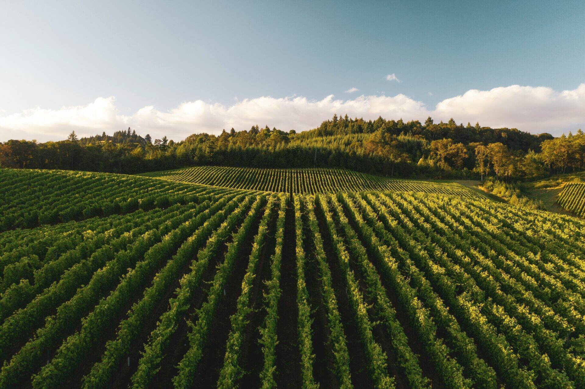 IPAGE-Végétal-Filières-spécialisées-viticulture