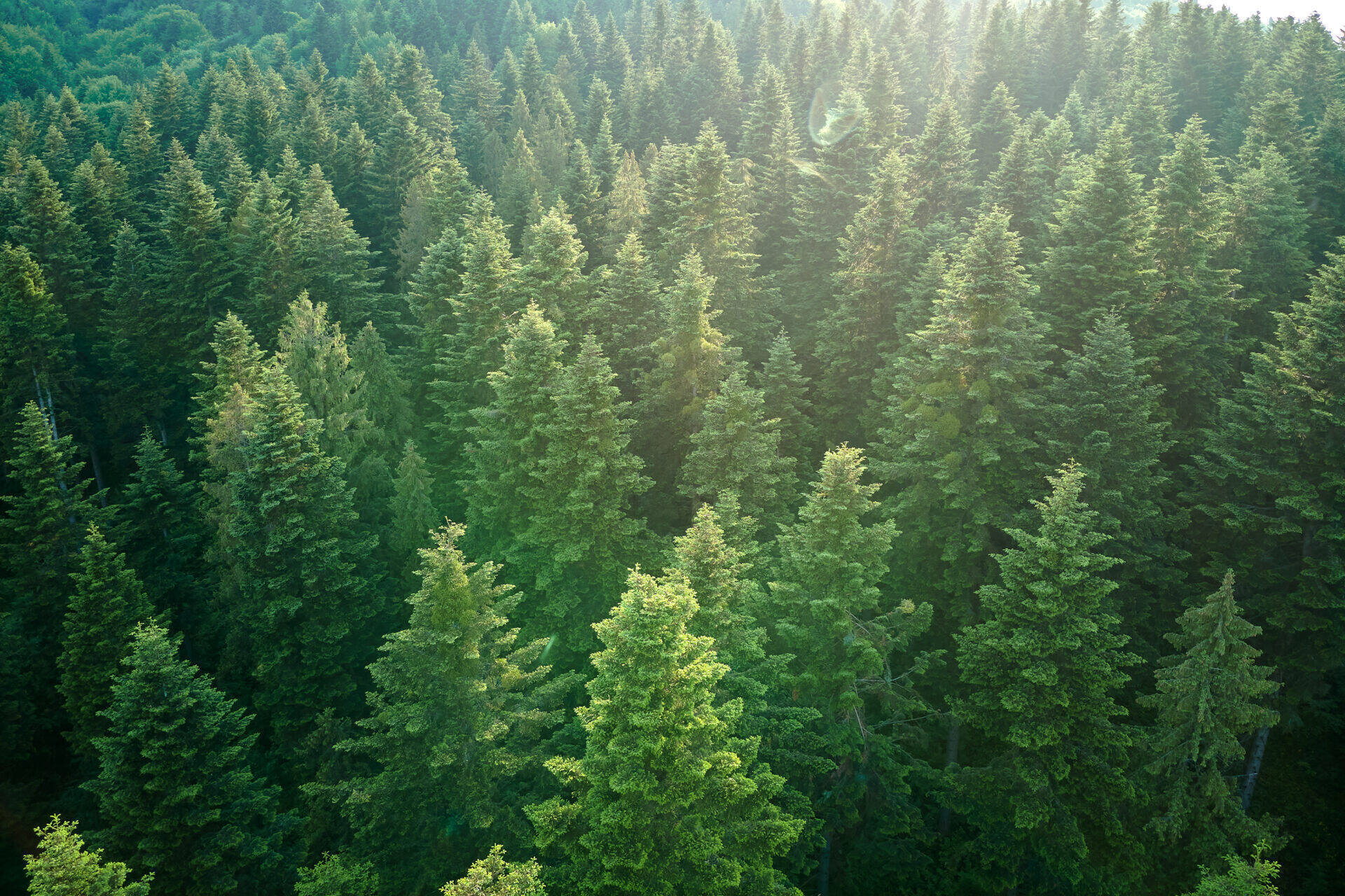 lush-green-forest-with-abundant-evergreen-trees-2026-09-22-22-46-26-utc.jpg