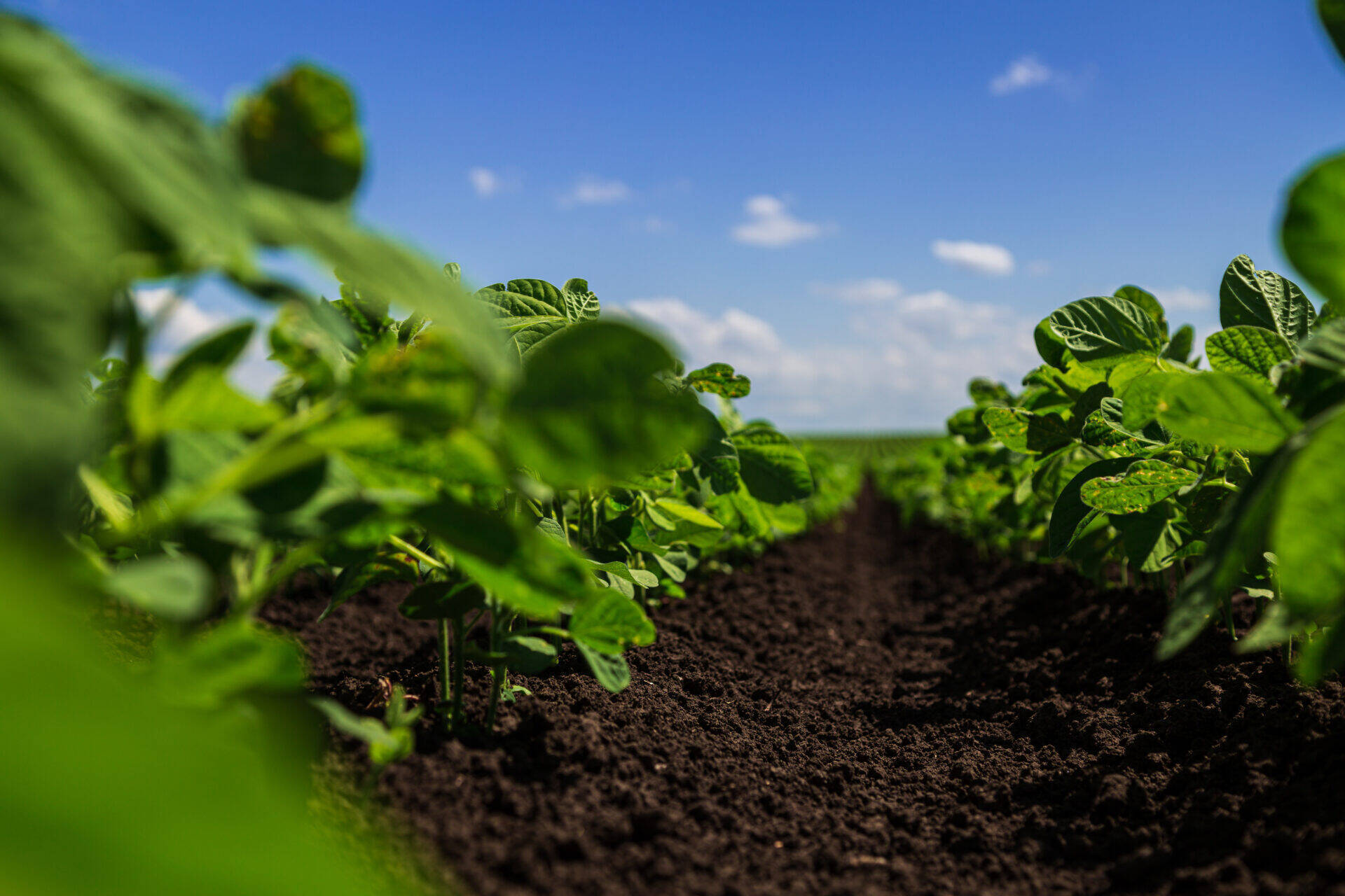 soybean-field-ripening-at-spring-season-agricultu-2026-09-22-12-57-38-utc.jpg
