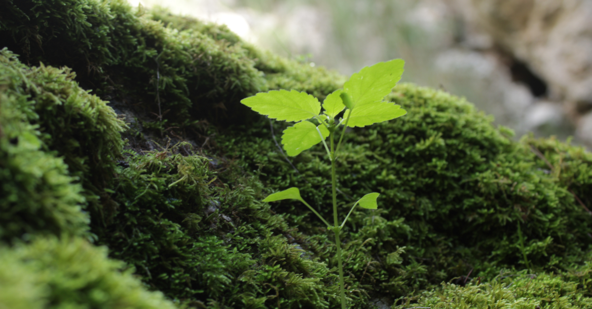 El País Vasco renueva su marco fiscal verde con nuevas deducciones para impulsar proyectos sostenibles e innovadores